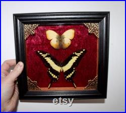 Cadre véritable papillon naturalisé papilio thoas king swallowtail cabinet de curiosité entomologie wunderkammer butterfly witch decor Cadre véritable papillon naturalisé papilio thoas king swallowtail cabinet de curiosité entomologie wunderkammer butterfly witch decor