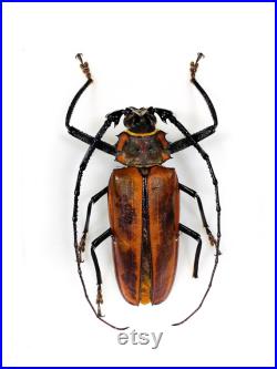 Callipogon armillatus 10,5 cm Grand mâle Vrai insecte Charpente canadienne en feuillus