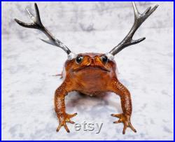 Canne Crapaud Taxidermie Bizarreries Jackalope Bois grenouille Horny Toad lézard