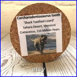 Carcharodontosaurus T-Rex Type Dinosaur Tooth Fossil in Glass Bell Cloche Dome Display Jar Insect
