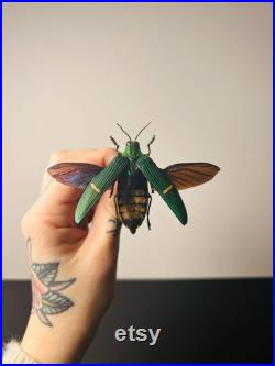 Catoxantha Opulenta Bupreste vert métallique Coléoptère naturalisé d'Asie du Sud-Est Pour cabinet de curiosités ou collection