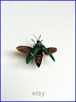 Catoxantha Opulenta Bupreste vert métallique Coléoptère naturalisé d'Asie du Sud-Est Pour cabinet de curiosités ou collection
