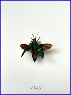 Catoxantha Opulenta Bupreste vert métallique Coléoptère naturalisé d'Asie du Sud-Est Pour cabinet de curiosités ou collection
