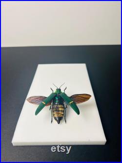 Catoxantha Opulenta Bupreste vert métallique Coléoptère naturalisé d'Asie du Sud-Est Pour cabinet de curiosités ou collection