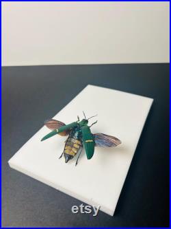 Catoxantha Opulenta Bupreste vert métallique Coléoptère naturalisé d'Asie du Sud-Est Pour cabinet de curiosités ou collection