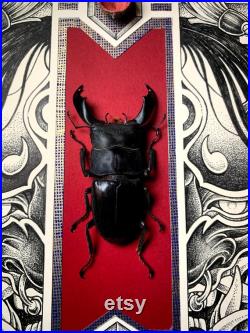 Cerf coléoptère Dorcus alcides Masque Hannya Véritable insecte encadré Boîte d ombre Curiosités bizarres entomologie Noir Japon Oni insecte