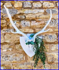 Cerfs bois crâne taxidermie boho blanc succulents mur suspendu décor à la maison