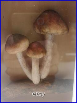 Champignons Factice Modèle Scientifique Encadré Diorama Trompe l'oeil Vintage Mycologie Cabinet Curiosités Taxidermie Apothicaire Pharmacie Champignons Factice Modèle Scientifique Encadré Diorama Trompe l'oeil Vintage Mycologie Cabinet Curiosités Taxidermie Apothicaire Pharmacie