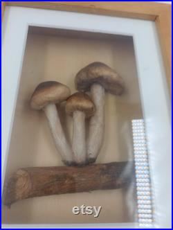 Champignons Factice Modèle Scientifique Encadré Diorama Trompe l'oeil Vintage Mycologie Cabinet Curiosités Taxidermie Apothicaire Pharmacie Champignons Factice Modèle Scientifique Encadré Diorama Trompe l'oeil Vintage Mycologie Cabinet Curiosités Taxidermie Apothicaire Pharmacie