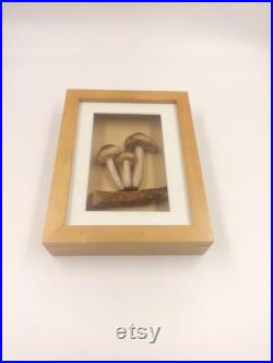 Champignons Factice Modèle Scientifique Encadré Diorama Trompe l'oeil Vintage Mycologie Cabinet Curiosités Taxidermie Apothicaire Pharmacie Champignons Factice Modèle Scientifique Encadré Diorama Trompe l'oeil Vintage Mycologie Cabinet Curiosités Taxidermie Apothicaire Pharmacie