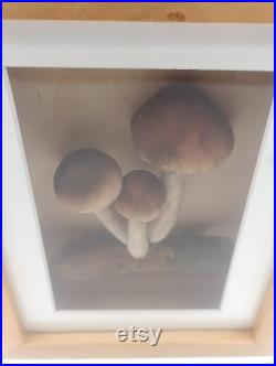 Champignons Factice Modèle Scientifique Encadré Diorama Trompe l'oeil Vintage Mycologie Cabinet Curiosités Taxidermie Apothicaire Pharmacie Champignons Factice Modèle Scientifique Encadré Diorama Trompe l'oeil Vintage Mycologie Cabinet Curiosités Taxidermie Apothicaire Pharmacie