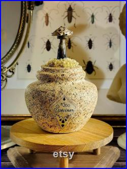 Champignons en verre sur un vase en céramique pour cabinet de curiosité et collection mycologie