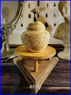 Champignons en verre sur un vase en céramique pour cabinet de curiosité et collection mycologie