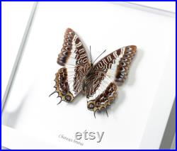 Charaxes brutus Charaxes brutus