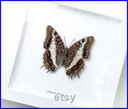 Charaxes brutus Charaxes brutus