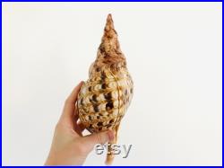 Charonia tritonis, 28 cm, coquillage, grand coquillage, coquillage collection, cabinet de curiosité, coquillage rare, décoration coquillage
