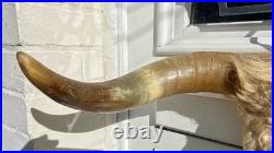 Chasse trophée art populaire corne taxidermie vache taureau crâne