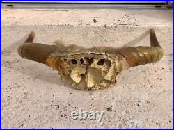 Chasse trophée art populaire corne taxidermie vache taureau crâne