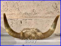 Chasse trophée art populaire corne taxidermie vache taureau crâne