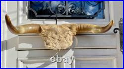 Chasse trophée art populaire corne taxidermie vache taureau crâne