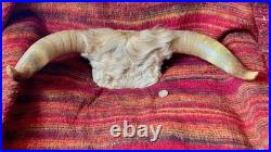 Chasse trophée art populaire corne taxidermie vache taureau crâne