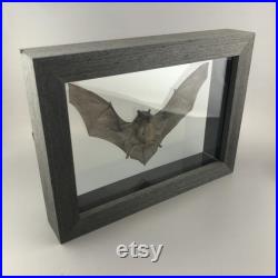 Chauve-souris de taxidermie dans le cadre en bois noir