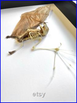 Chauve-souris nectar à longue langue (Macroglossus minimus) Demi-squelette Ombre profonde Encadré Cadre Affichage Insecte Bug