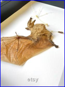 Chauve-souris nectar à longue langue (Macroglossus minimus) Demi-squelette Ombre profonde Encadré Cadre Affichage Insecte Bug