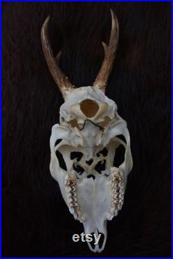 Chevre deer sculpté Crâne de chevreuil sculpté crâne de cerf cadeau unique en stock Cadeau de Noël parfait cadeau sculpture de crâne
