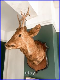 Chevreuil brocard taxidermie