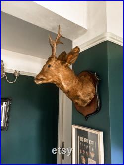 Chevreuil brocard taxidermie