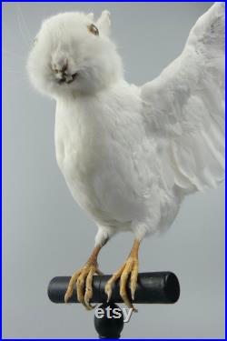 Chimère Pipin blanc, mi-pigeon mi-lapin, sur son perchoir Cabinet de curiosités