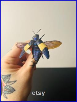 Chrysochroa Castelnaudii Coléoptère bleu et blanc métallique Insecte naturalisé A1 d'Asie pour cabinet de curiosités ou collection