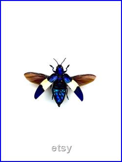 Chrysochroa Castelnaudii Coléoptère bleu et blanc métallique Insecte naturalisé A1 d'Asie pour cabinet de curiosités ou collection