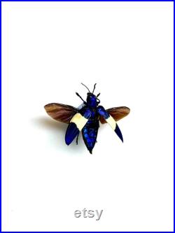 Chrysochroa Castelnaudii Coléoptère bleu et blanc métallique Insecte naturalisé A1 d'Asie pour cabinet de curiosités ou collection