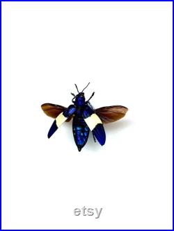 Chrysochroa Castelnaudii Coléoptère bleu et blanc métallique Insecte naturalisé A1 d'Asie pour cabinet de curiosités ou collection