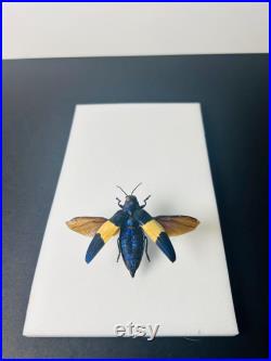 Chrysochroa Castelnaudii Coléoptère bleu et blanc métallique Insecte naturalisé A1 d'Asie pour cabinet de curiosités ou collection