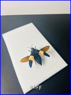 Chrysochroa Castelnaudii Coléoptère bleu et blanc métallique Insecte naturalisé A1 d'Asie pour cabinet de curiosités ou collection