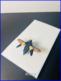 Chrysochroa Castelnaudii Coléoptère bleu et blanc métallique Insecte naturalisé A1 d'Asie pour cabinet de curiosités ou collection