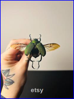 Chrysophora chrysochlora Coléoptère vert pailleté du Pérou Insecte rare naturalisé pour cabinet de curiosités ou collection