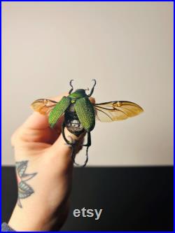 Chrysophora chrysochlora Coléoptère vert pailleté du Pérou Insecte rare naturalisé pour cabinet de curiosités ou collection