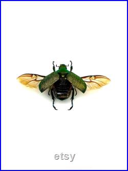 Chrysophora chrysochlora Coléoptère vert pailleté du Pérou Insecte rare naturalisé pour cabinet de curiosités ou collection