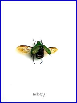 Chrysophora chrysochlora Coléoptère vert pailleté du Pérou Insecte rare naturalisé pour cabinet de curiosités ou collection