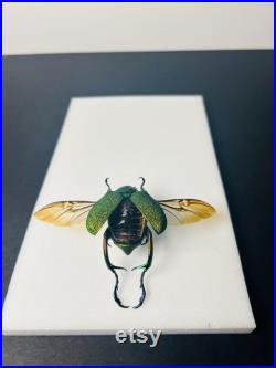 Chrysophora chrysochlora Coléoptère vert pailleté du Pérou Insecte rare naturalisé pour cabinet de curiosités ou collection