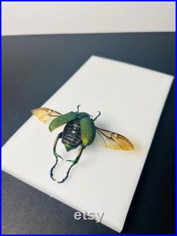 Chrysophora chrysochlora Coléoptère vert pailleté du Pérou Insecte rare naturalisé pour cabinet de curiosités ou collection
