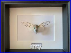 Cigale Blanche Fantôme véritable -Ayuthia spectabile-White Ghost Cicada naturalisée sous caisson luxe en bois noir -Entomologie- Curiosité