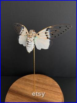 Cigale Blanche Fantôme véritable -Ayuthia spectabile-White Ghost Cicada naturalisée sous cloche en verre et socle en bois-Cabinet Curiosite