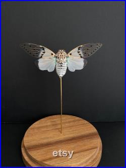 Cigale Blanche Fantôme véritable -Ayuthia spectabile-White Ghost Cicada naturalisée sous cloche en verre et socle en bois-Cabinet Curiosite