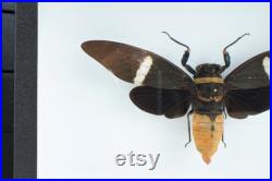 Cigale naturalisée sous cadre entomologique Tosena albata (Insecte, taxidermie)