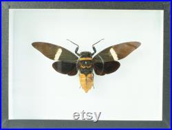 Cigale naturalisée sous cadre entomologique Tosena albata (Insecte, taxidermie)